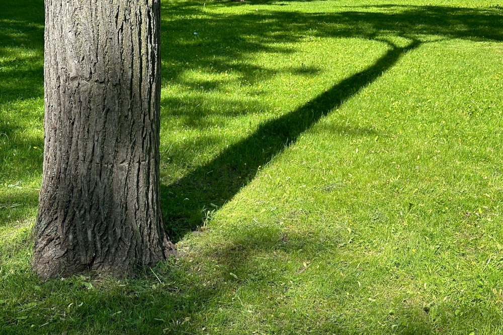 árboles de sombra para jardín