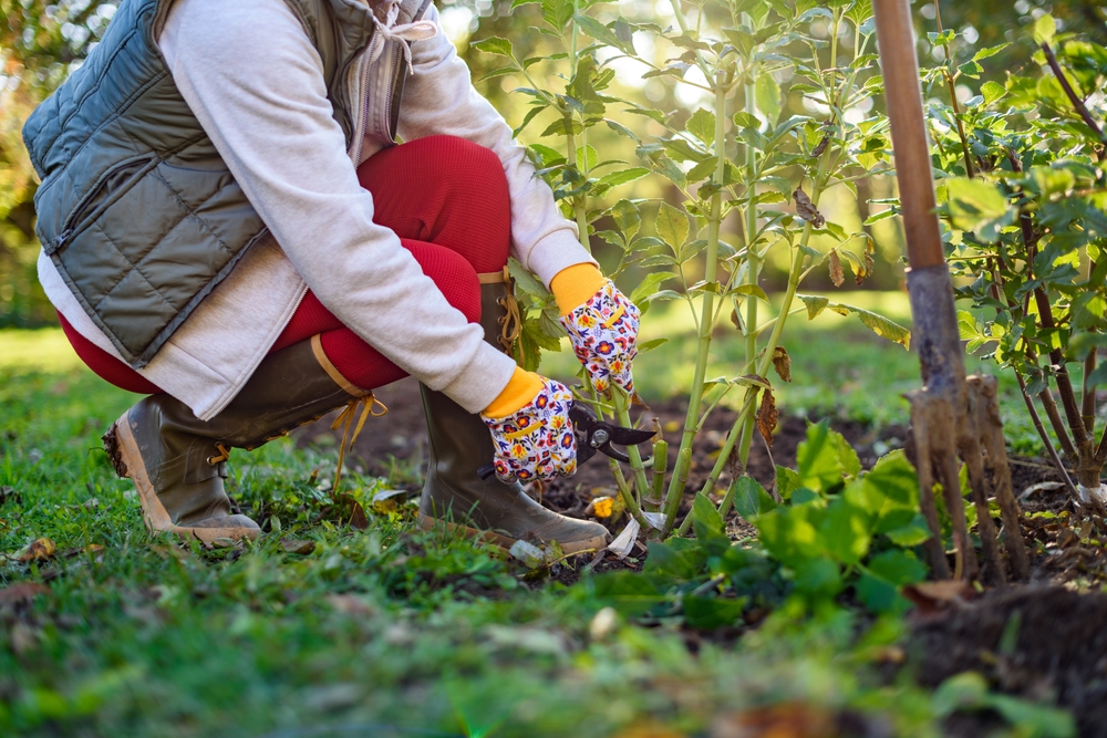 qué es un jardín de invierno